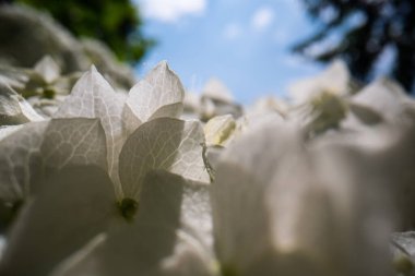 makro çiçek, makro fotoğraf güzel bir çiçek arkaplanı, çiçek makro resmi