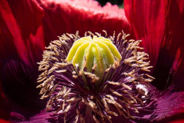 makro çiçek, makro fotoğraf güzel bir çiçek arkaplanı, çiçek makro resmi