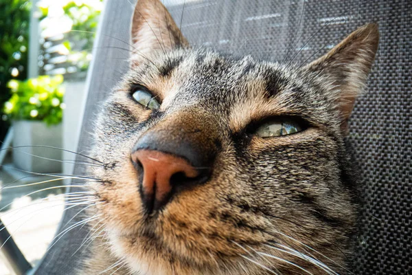 Super macro cat fotografia, divertente gatto close up macro immagine — Foto Stock