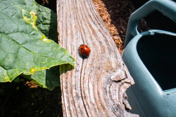 Un bicho en la madera con una hoja. fondo natural con una mariquita — Foto de Stock