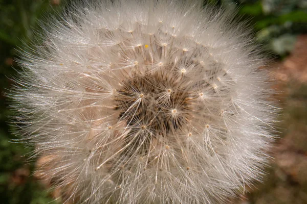 Dandelion flower super macro Image with a natural background — Stock Photo, Image