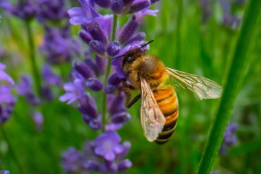 Bal arısı bahçede bir çiçekte polen topluyor, arı uçuyor, arı çiçekte, süper makro arı fotoğrafçılığı...
