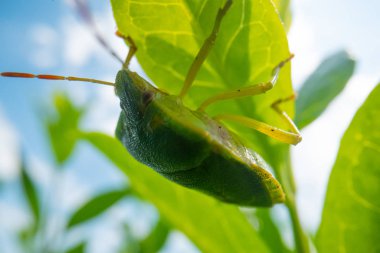 Mavi gökyüzü arka planına sahip yeşil böcek, süper makro böcek görüntüsü, vahşi yaşam makro arkaplanı