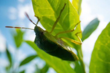 Mavi gökyüzü arka planına sahip yeşil böcek, süper makro böcek görüntüsü, vahşi yaşam makro arkaplanı
