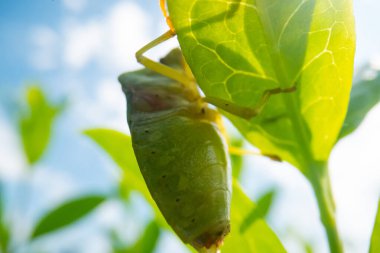 Mavi gökyüzü arka planına sahip yeşil böcek, süper makro böcek görüntüsü, vahşi yaşam makro arkaplanı