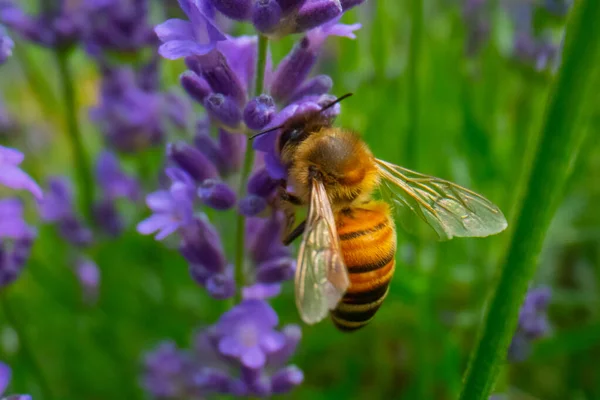 Honey Bee collecting pollen on a flower in the garden, Bee flying, bee on the flower, Super macro bee photography