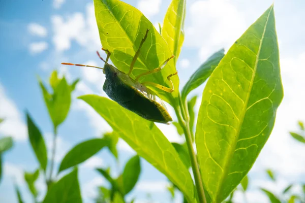 蓝天背景树叶上的绿色甲虫，超级巨虫形象，野生动物宏观背景 — 图库照片