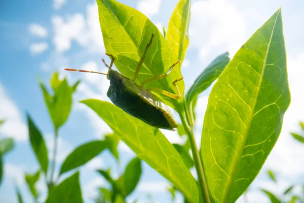 Grüne Käfer auf einem Blatt mit blauem Himmel Hintergrund, Super-Makro-Käfer-Bild, Tierwelt Makro-Hintergrund — Stockfoto