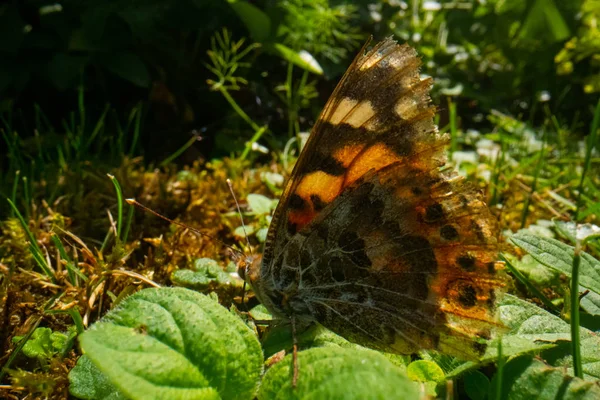 Marco Fotografie eines schönen Schmetterlings, der im Gras sitzt, Schmetterling Makrobild — Stockfoto