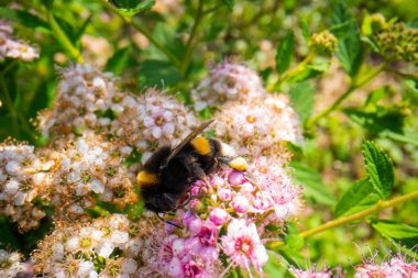 Pembe bir çiçekte yaban arısı, yaban çiçeğinin üzerinde oturan yaban arısı, yaban arısının makro fotoğrafı.