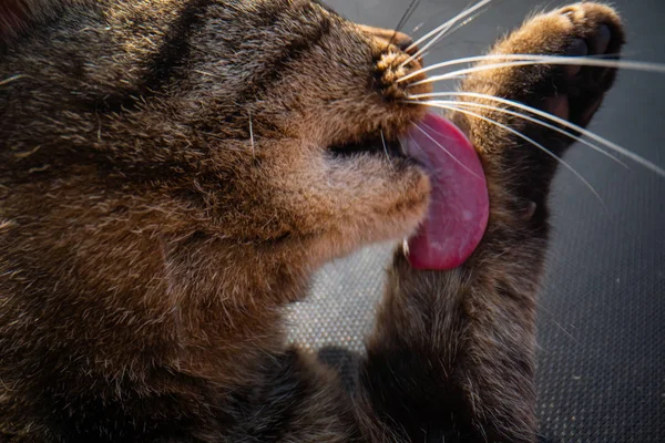 猫は彼の足をなめる,食べた後猫の舌,素敵な猫は彼の足をなめる — ストック写真