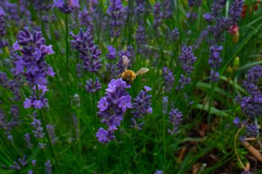 Bal arısı bahçede bir çiçekte polen topluyor, arı uçuyor, arı çiçekte, süper makro arı fotoğrafçılığı...