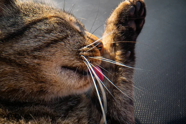 Gatto lecca la sua zampa, Lingua del gatto dopo aver mangiato, bella gatto leccare la sua zampa — Foto Stock