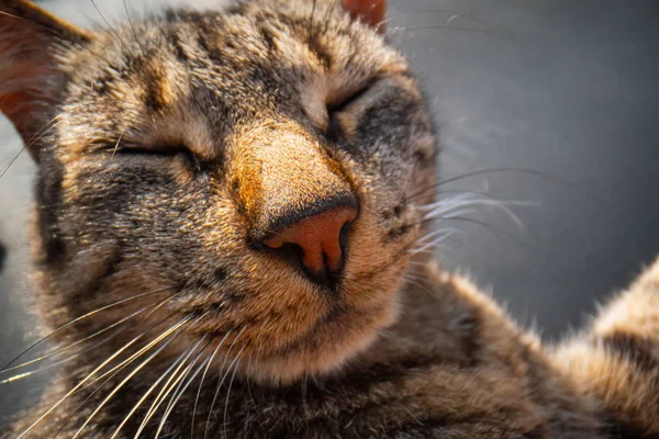 Gatto lecca la sua zampa, Lingua del gatto dopo aver mangiato, bella gatto leccare la sua zampa — Foto Stock