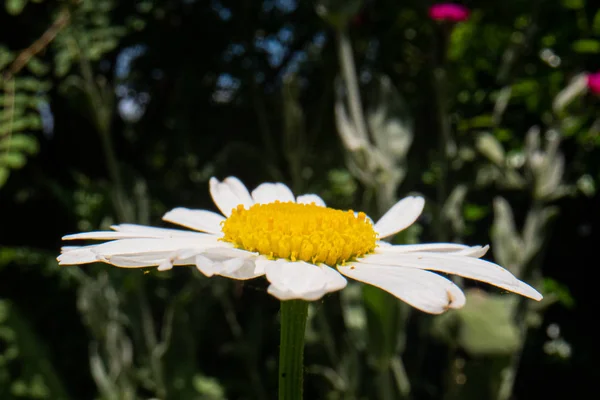 Macro bloem, macro fotografie van een mooie bloem achtergrond, bloem macro afbeelding — Stockfoto