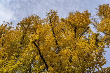 Berlin 'de sonbahar mevsiminde ağaç çiftliğinde yükselen kavak ağaçları, Berlin Almanya' da düşüşler, Almanya 'nın başkentinde inanılmaz ağaçlar, doğal mavi gökyüzü arka planı.