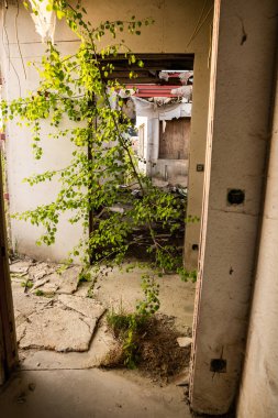 Eski bir evin ortasında küçük bir ağaç.