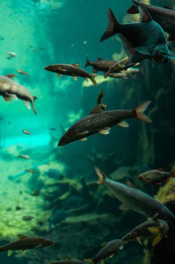 Suyun altındaki balıklar makro fotoğrafçılık