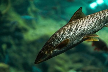 Suyun altındaki balıklar makro fotoğrafçılık