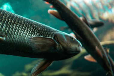 Suyun altındaki balıklar makro fotoğrafçılık