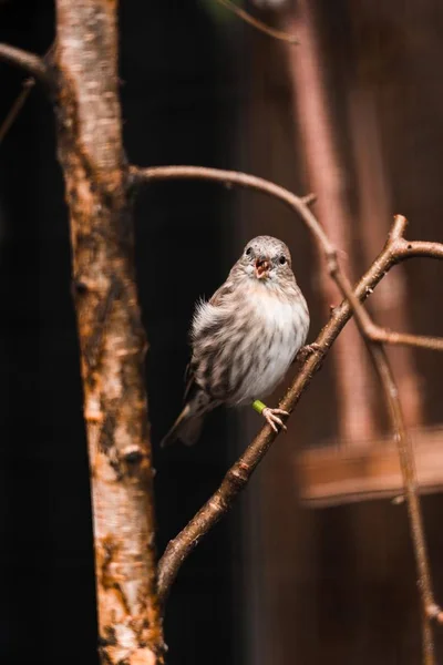 Verbazend vogelbeeld uit een dierentuin in Innsbruck austrië — Stockfoto