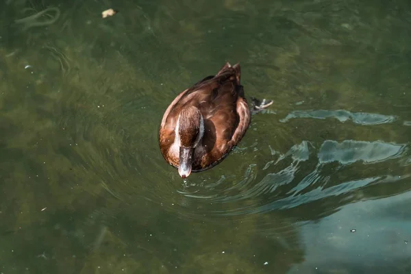 Belo pato em uma lagoa de perto fotografia — Fotografia de Stock