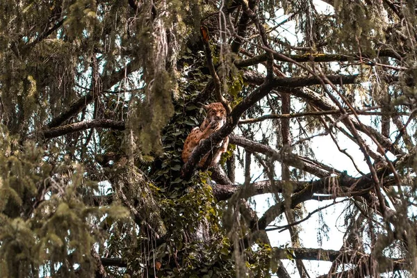 Luchs sitzt in einem Baum — Stockfoto