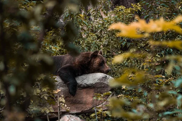 岩の上で眠っている熊 — ストック写真