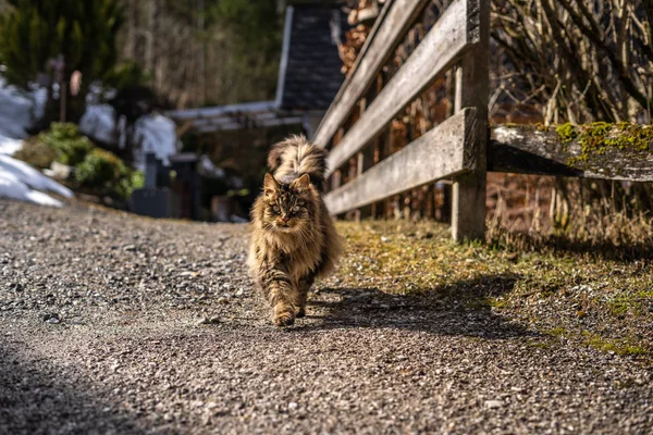 Удивительная коричневая кошка, идущая к камере. Кошка в естественной среде обитания. коричневая кошка с зелеными глазами в красивой природе Австрии — стоковое фото