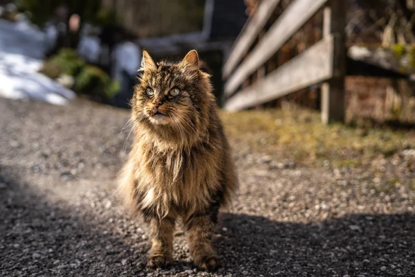 Удивительная коричневая кошка, идущая к камере. Кошка в естественной среде обитания. коричневая кошка с зелеными глазами в красивой природе Австрии — стоковое фото