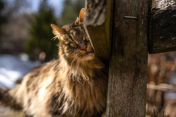 Удивительная коричневая кошка, идущая к камере. Кошка в естественной среде обитания. коричневая кошка с зелеными глазами в красивой природе Австрии — стоковое фото