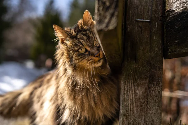 Удивительная коричневая кошка, идущая к камере. Кошка в естественной среде обитания. коричневая кошка с зелеными глазами в красивой природе Австрии — стоковое фото