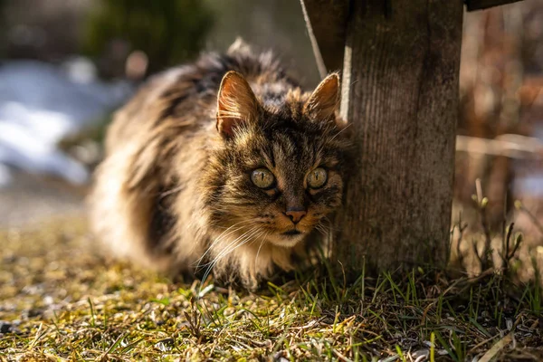 Amazing brown cat walking towards the camera. Beautiful cat in nature environment. brown cat with green eyes in the beautiful nature of austria — 스톡 사진
