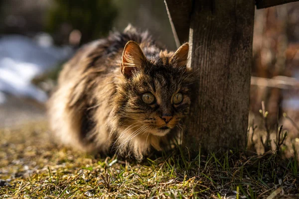 Удивительная коричневая кошка, идущая к камере. Кошка в естественной среде обитания. коричневая кошка с зелеными глазами в красивой природе Австрии — стоковое фото