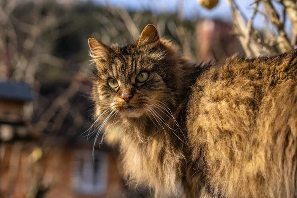 Incrível gato marrom caminhando em direção à câmera. Gato bonito no ambiente da natureza. gato marrom com olhos verdes na bela natureza da Áustria — Fotografia de Stock