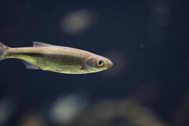 Chondrostoma nasus su altında, Chondrostoma nasus suyun altında kaynıyor.