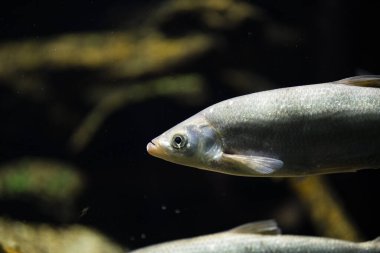 Suyun altında alburus tebeşir, suyun altında yüzen Bley tebeşirkoidleri.