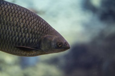 Suyun altında alburus, suyun altında yüzen kasvetli