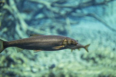 Rutilus meidingeri su altında, Perlfish su altında yüzüyor.