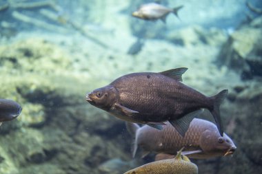 Abramis Brama suyun altında, Bream suyun altında yüzüyor.