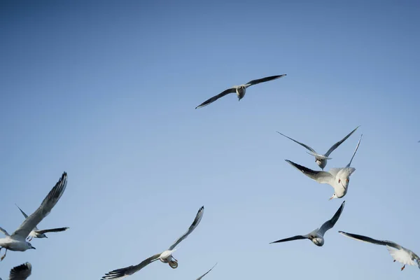 Larus delawarensis volant dans les airs, Goéland à bec cerclé isolé volant dans les airs — Photo