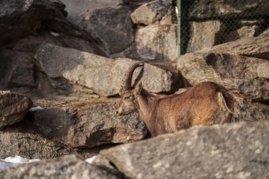 Capra dağ keçisi fotoğrafçılığı kapat, kayalık arka planda oğlak burcu