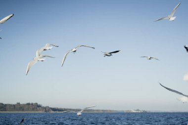 Larus delawarensis havada uçuyor, halka gagalı martı havada uçuyor.