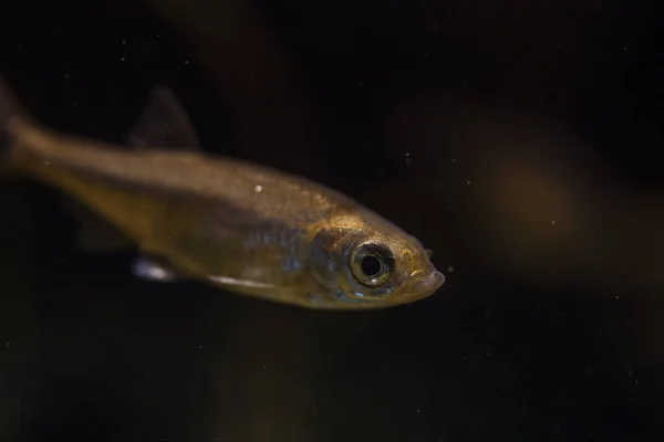 수면 아래에서 수영하는 leucaspius delineatus, 물 속에서 수영하는 중간 자세 — 스톡 사진