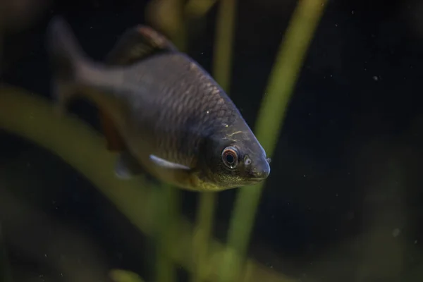 Rhodeus Amarus underwater, Bitterling swimming underwater