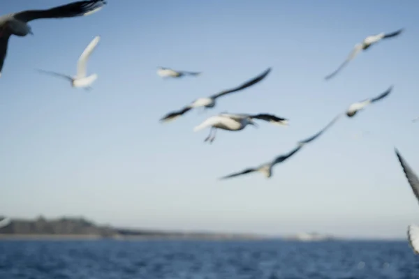 Larus delawarensis volant dans les airs, Goéland à bec cerclé isolé volant dans les airs — Photo