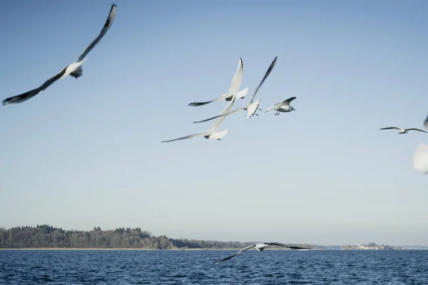 Larus delawarensis che vola in aria, Gabbiano fatturato ad anello isolato che vola in aria — Foto Stock