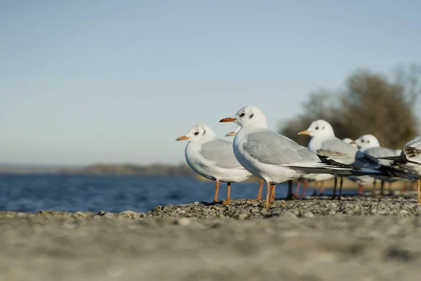 Larus delawarensis in piedi su un muro, Gabbiano dal becco d'anello fotografia da vicino — Foto Stock