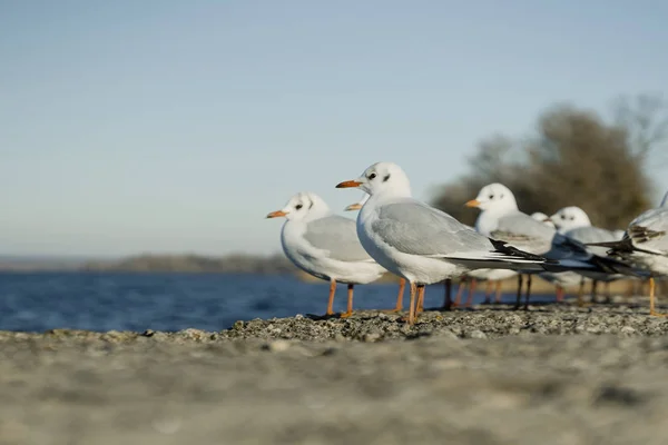 Larus delawarensis in piedi su un muro, Gabbiano dal becco d'anello fotografia da vicino — Foto Stock