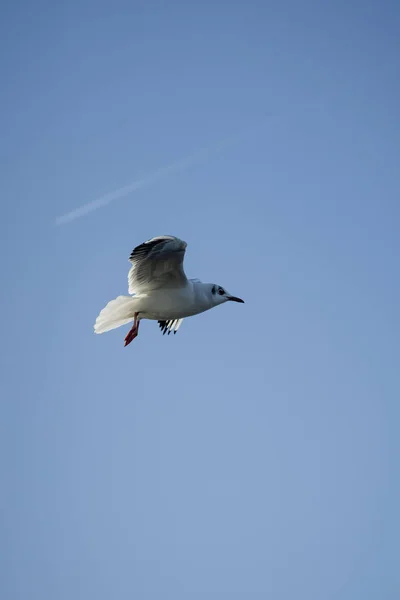 Larus delawarensis volant dans les airs, Goéland à bec cerclé isolé volant dans les airs — Photo